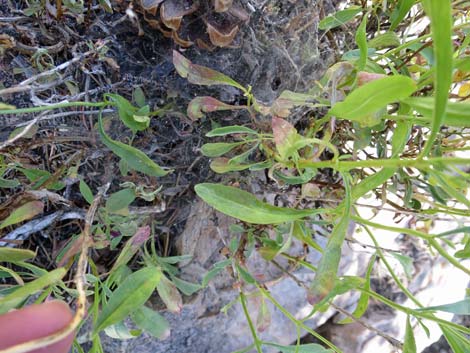 Bridge Penstemon (Penstemon rostriflorus)