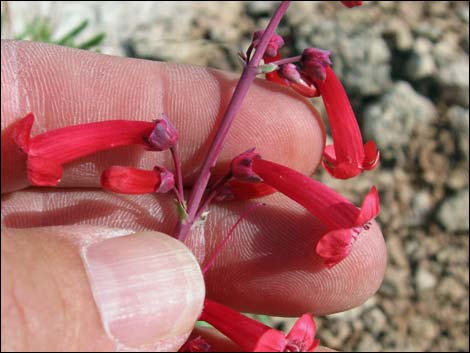 Utah Firecracker (Penstemon utahensis)