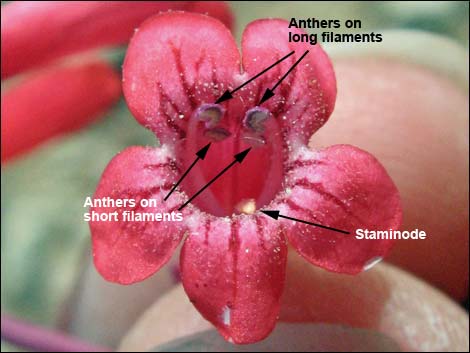 Utah Firecracker (Penstemon utahensis)