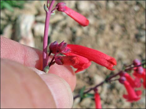 Utah Firecracker (Penstemon utahensis)