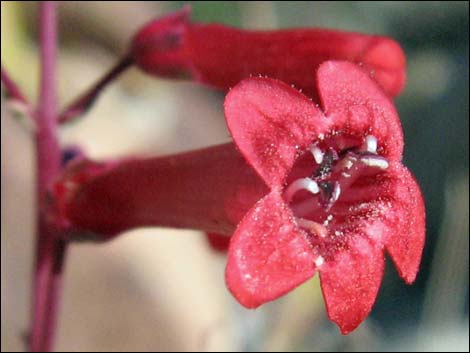 Utah Firecracker (Penstemon utahensis)