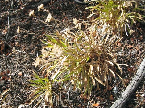 Rock Goldenrod (Petradoria pumila ssp. pumila)