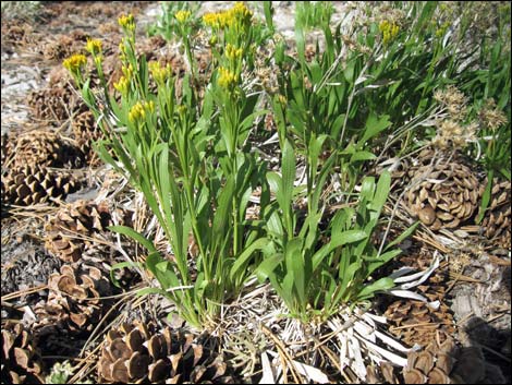 Rock Goldenrod (Petradoria pumila ssp. pumila)