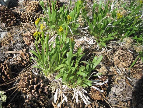 Rock Goldenrod (Petradoria pumila ssp. pumila)