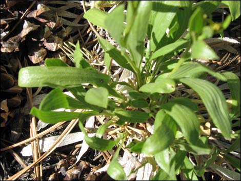 Rock Goldenrod (Petradoria pumila ssp. pumila)