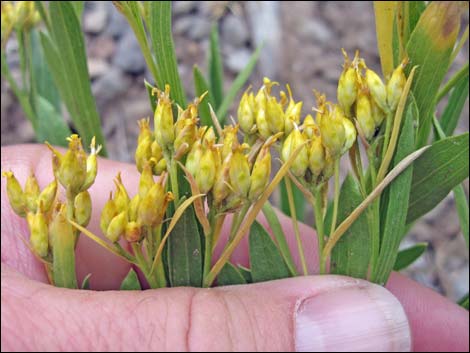 Rock Goldenrod (Petradoria pumila ssp. pumila)