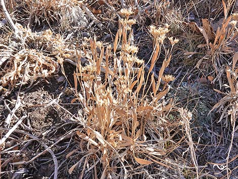 Rock Goldenrod (Petradoria pumila ssp. pumila)