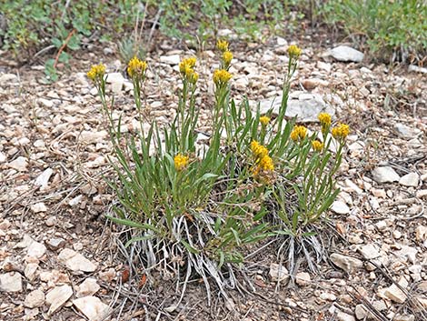 Rock Goldenrod (Petradoria pumila ssp. pumila)