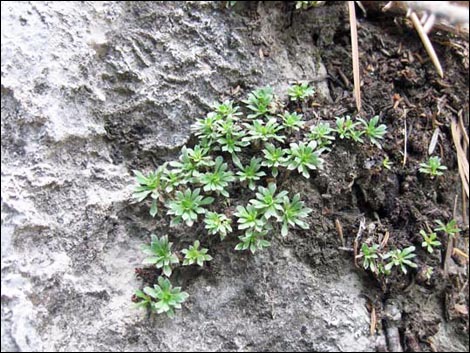 Mat Rockspirea (Petrophyton caespitosum)