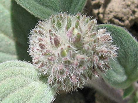 Charleston Phacelia (Phacelia hastata var. charlestonensis)