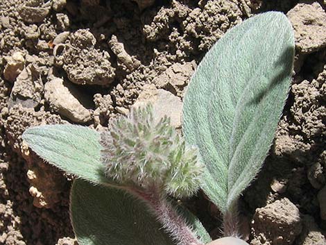 Charleston Phacelia (Phacelia hastata var. charlestonensis)