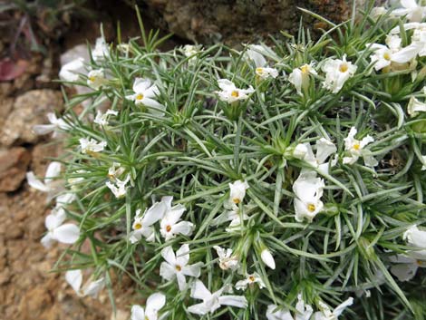 Mountain Phlox (Phlox austromontana)