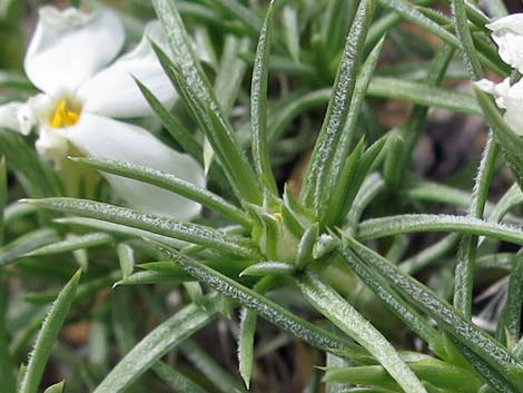 Mountain Phlox (Phlox austromontana)