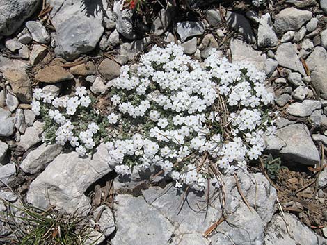 Dwarf Phlox (Phlox condensata)