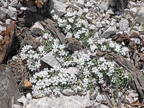 Dwarf Phlox (Phlox condensata)