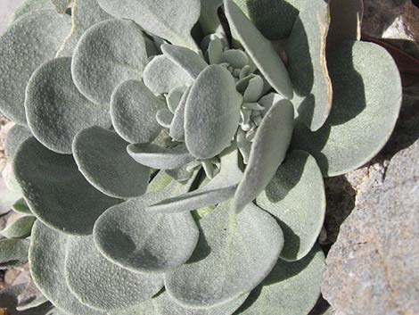 Chambers' Twinpod (Physaria chambersii)