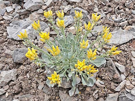 Chambers' Twinpod (Physaria chambersii)