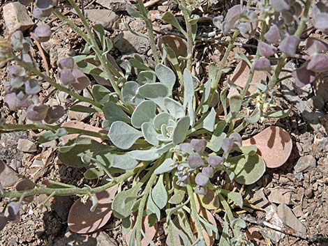 Chambers' Twinpod (Physaria chambersii)