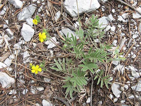 Woolly Cinquefoil (Potentilla hippiana)