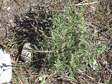 Woolly Cinquefoil (Potentilla hippiana)