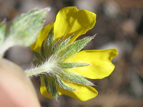 Woolly Cinquefoil (Potentilla hippiana)