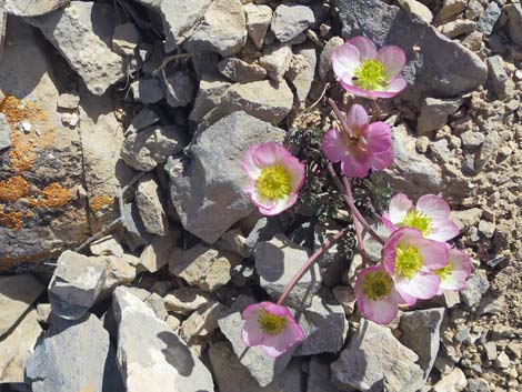 Anderson's buttercup (Ranunculus andersonii)