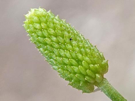 Alkali Buttercup (Ranunculus cymbalaria)