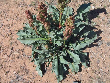 Wild Rhubarb (Rumex hymenosepalus)