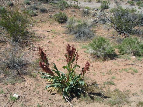 Wild Rhubarb (Rumex hymenosepalus)