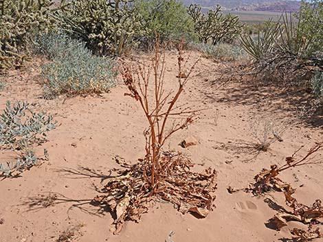 Wild Rhubarb (Rumex hymenosepalus)