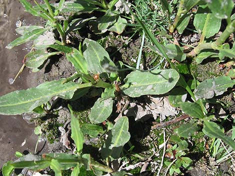 Willow Dock (Rumex salicifolius)