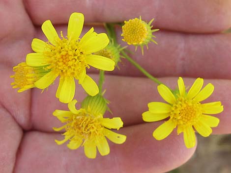 Smooth Threadleaf Ragwort (Senecio flaccidus var. monoensis)