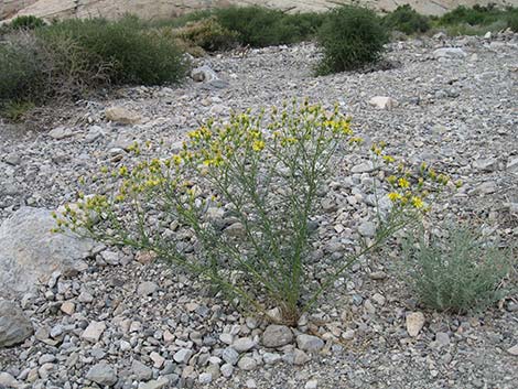 Smooth Threadleaf Ragwort (Senecio flaccidus var. monoensis)