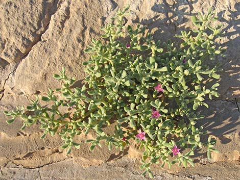 Sea Purslane (Sesuvium verrucosum)