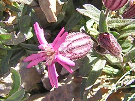 Clokey Catchfly (Silene clokeyi)