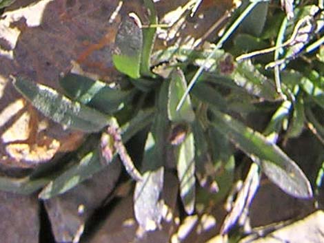 Clokey Catchfly (Silene clokeyi)