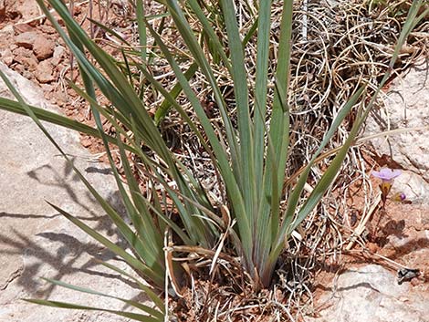 Stiff Blue-eyed Grass (Sisyrinchium demissum)