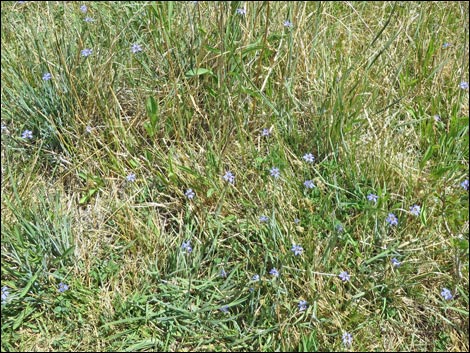 Stiff Blue-eyed Grass (Sisyrinchium demissum)