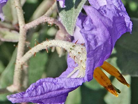 Silverleaf Nightshade (Solanum elaeagnifolium)