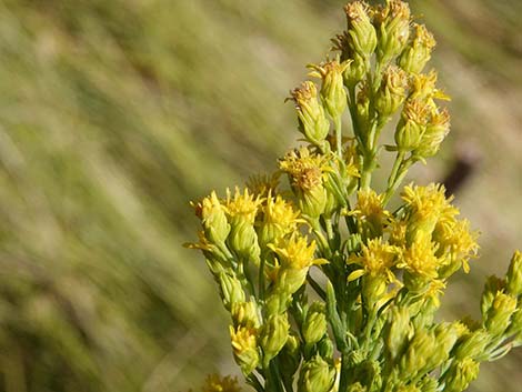 Nevada Goldenrod (Solidago spectabilis var spectabilis)