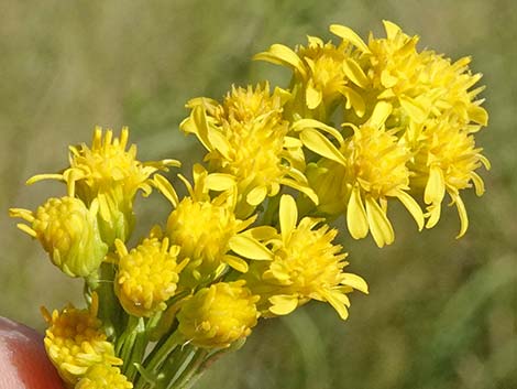 Nevada Goldenrod (Solidago spectabilis var spectabilis)