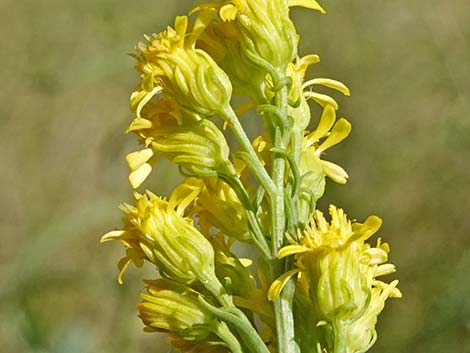 Nevada Goldenrod (Solidago spectabilis var spectabilis)