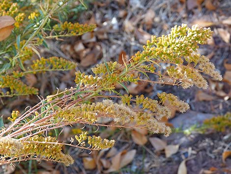 Nevada Goldenrod (Solidago spectabilis var spectabilis)