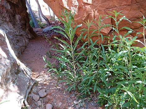 Nevada Goldenrod (Solidago spectabilis var spectabilis)