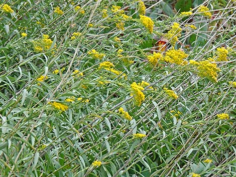 Nevada Goldenrod (Solidago spectabilis var spectabilis)