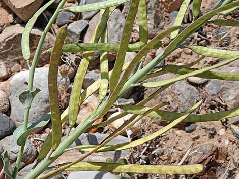 Heartleaf Twistflower (Streptanthus cordatus)