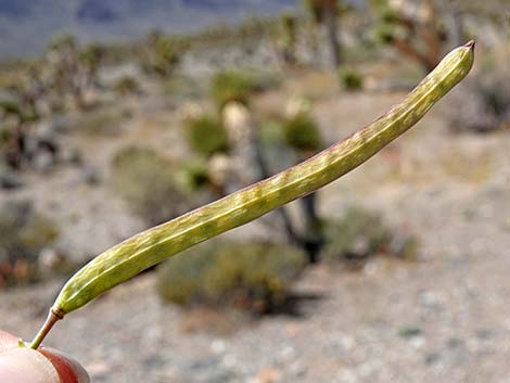 Heartleaf Twistflower (Streptanthus cordatus)