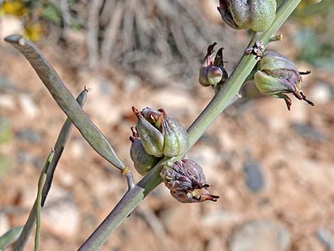 Heartleaf Twistflower (Streptanthus cordatus)