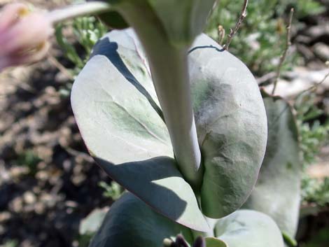 Heartleaf Twistflower (Streptanthus cordatus)