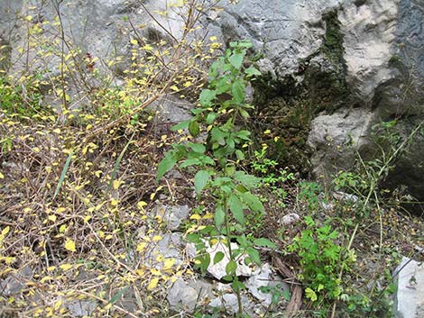 Stinging Nettle (Urtica dioica spp. holosericea)